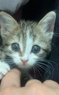 واگذاری توله گربه