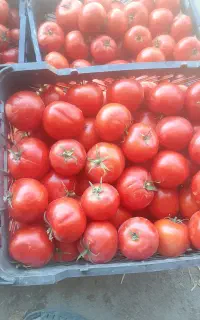گوجه کوهسرخ
