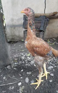جوجه لاری مرغ