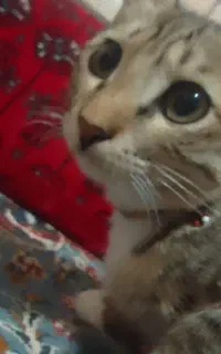بچه گربه لوس
