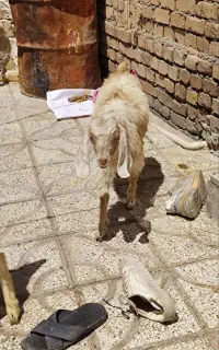 بزغاله