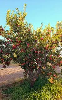 فروش سیب درختی شهرک یاغبستلو
