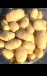 سیب زمینی اگربا درجه یک مخصوص خوراکی