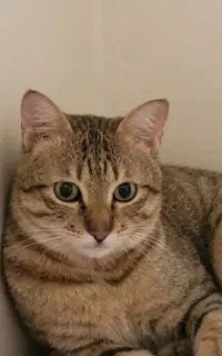 واگذاری گربه خونگی نژاد dsh