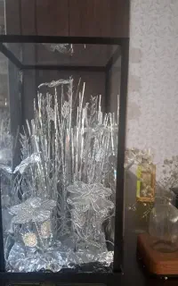 گل نقره