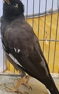 مرغ مینا