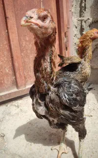 مرغ لاری