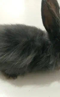 خرگوش