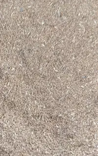 گندم مرغ کبوتر و پرندگان