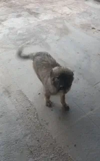 سگ ماده چندماهه