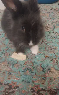 خرگوش باهوش