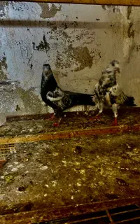 کبوتر