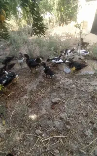اردک اسرائیلی