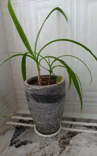 گل موزی