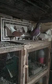کبوتر پرشی هم چی تمام