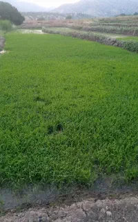 تخم چلتیک چمپه