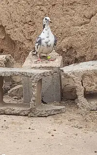 صید فروشی