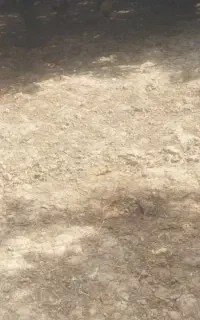 بوقلمون نر ماده کرچ