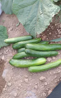 خیار سبز قلمی