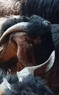 بز و میش
