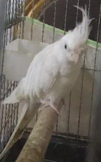 معاوضه هلندی سفید با طوسی