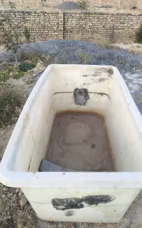 وان استوک