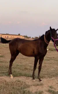 اسب مادیان