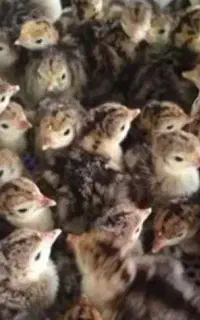 جوجه بوقلمون برنز بوربون بیوتی