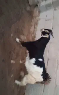 کهرنر