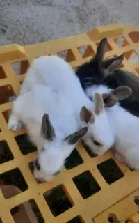 بچه خرگوش