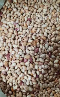 لوبیا چیتی درجه ۱