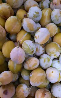 آلو بخارا محلی درجه یک