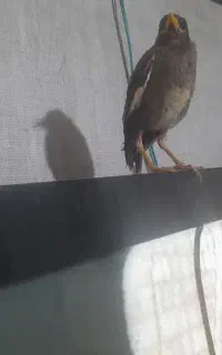جوجه مینا ۲ ماهه دستی