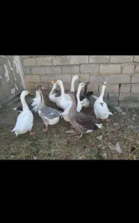 غاز و قوغاز