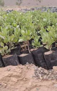 نهال دو ماهه