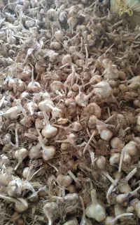 سیر تازه ی همدان