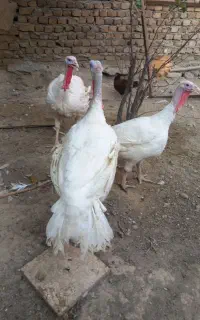 بوقلمون بیوتی