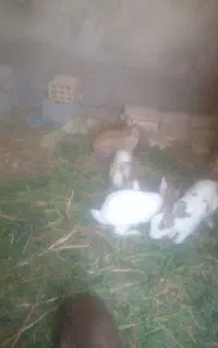 موش وخرگوش ماده