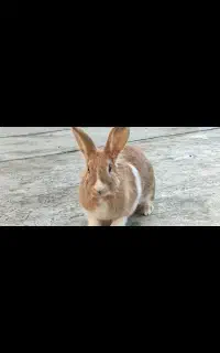 خرگوش