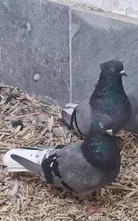 کفتر یا کبوتر سبز دم سفید