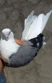 پشتدار نر زات قدیم.
