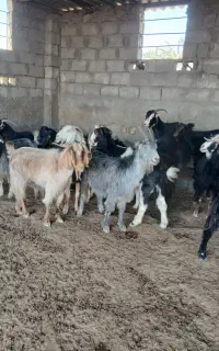 فروش ۲۷ راس بز