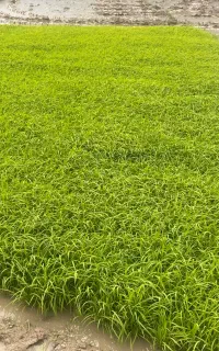 فروش بذر شالی فجر سوزنی