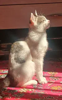 واگذاری گربه
