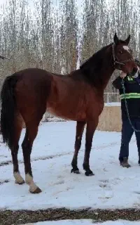 اسب مادیان