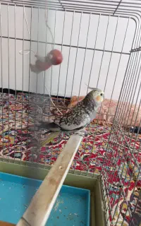پرندگان