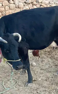 گاو و گوساله سیمینتال