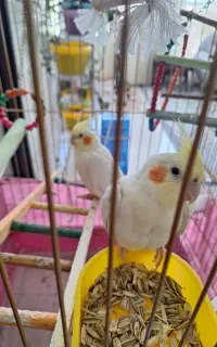 عروس هلندی