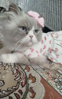 رگدال ماده