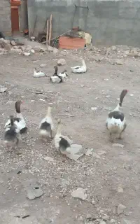 غاز جوان و سالم
